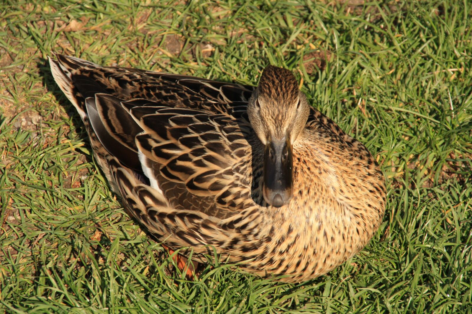 Canon EOS 1000D (EOS Digital Rebel XS / EOS Kiss F) sample photo. Duck, animal, water photography