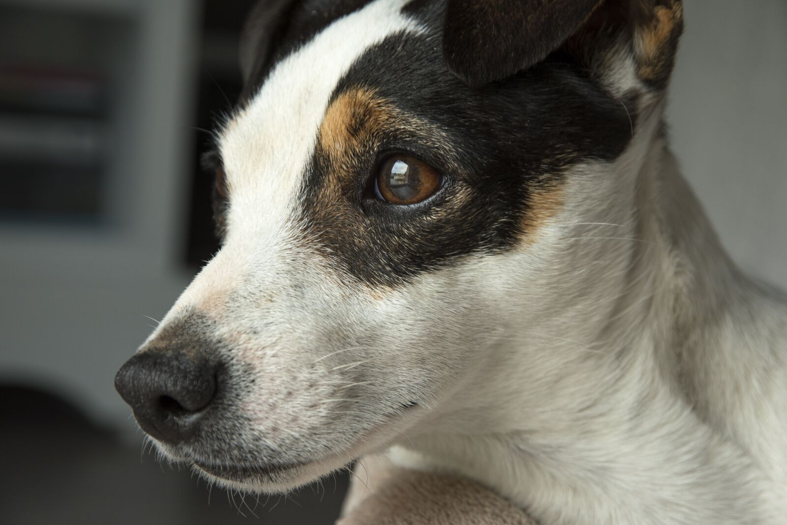 Nikon D5600 sample photo. Jack russel, dog, terrier photography
