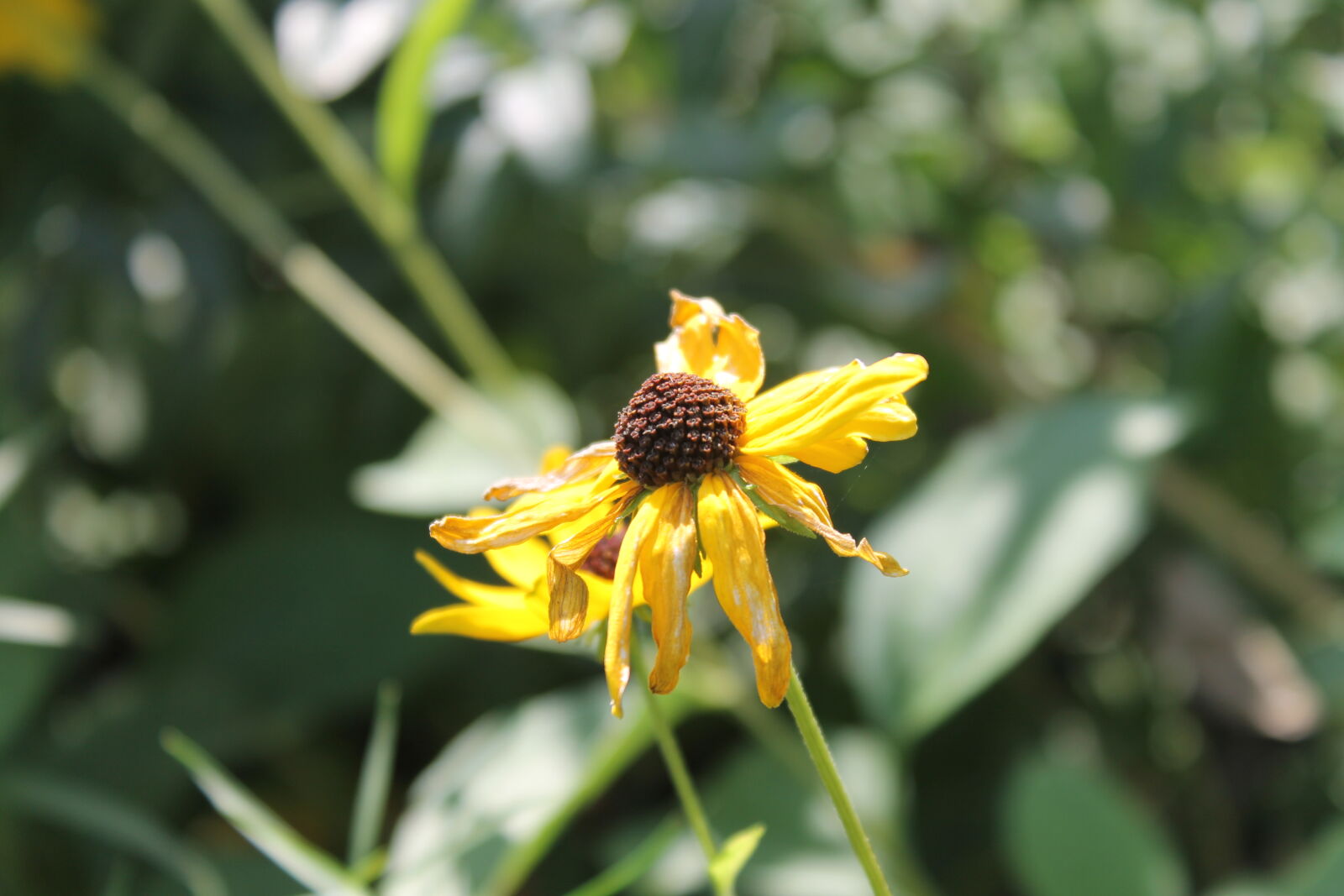 Canon EOS 1100D (EOS Rebel T3 / EOS Kiss X50) sample photo. Beauty, floral, flower, nature photography