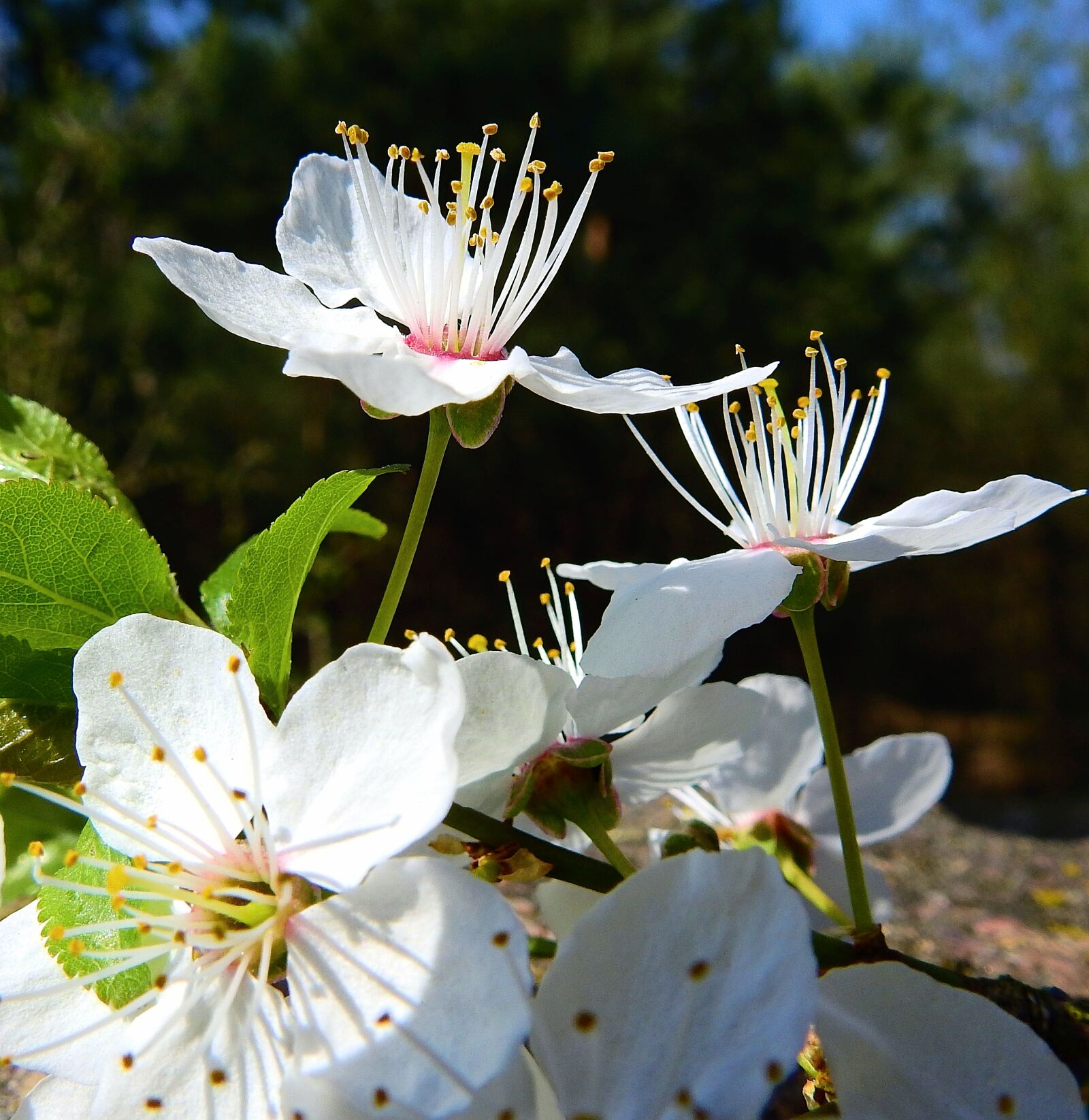 Nikon Coolpix P900 sample photo. Flowers, flowering, spring photography