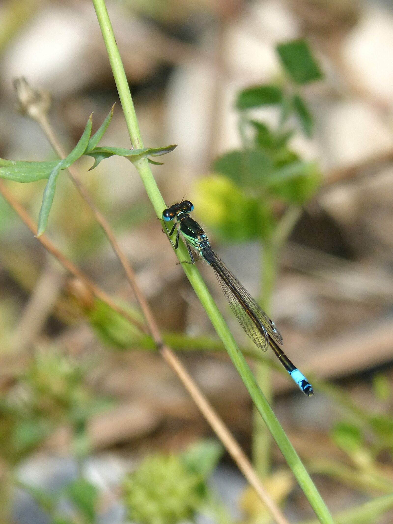 Panasonic DMC-FZ62 sample photo. Dragonfly, damselfly, ischnura elegans photography
