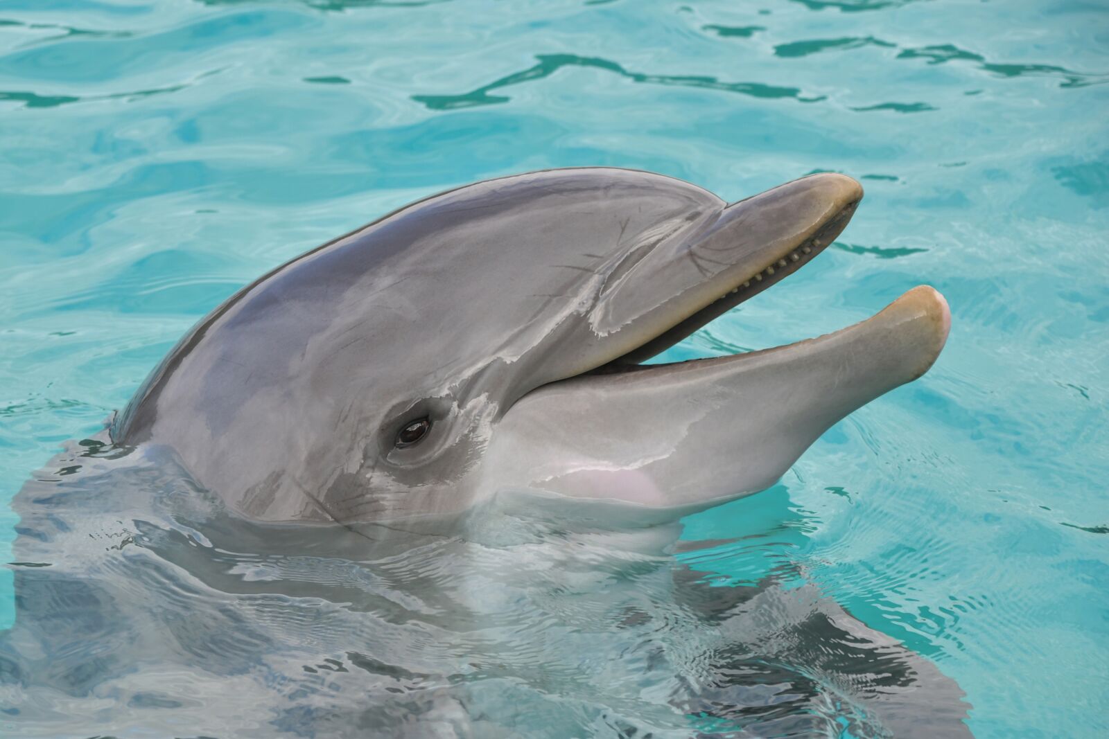 Nikon D500 sample photo. Dolphin, portrait, happy photography