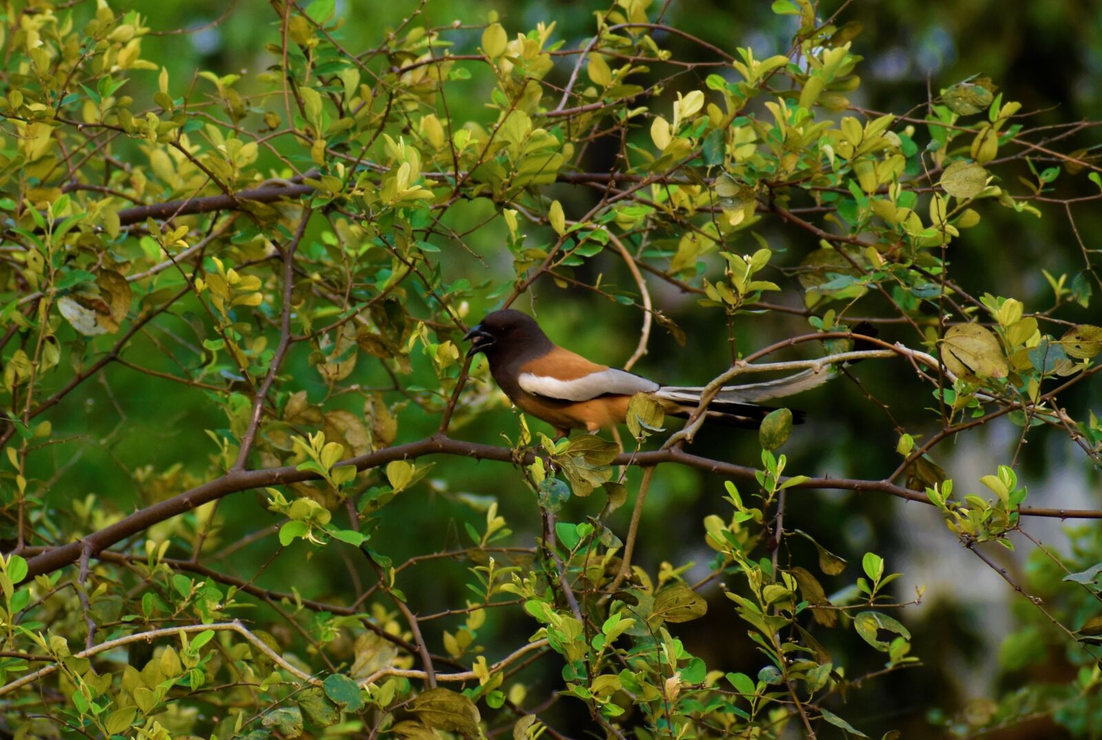 Nikon D5600 sample photo. Nature, bird, animal photography