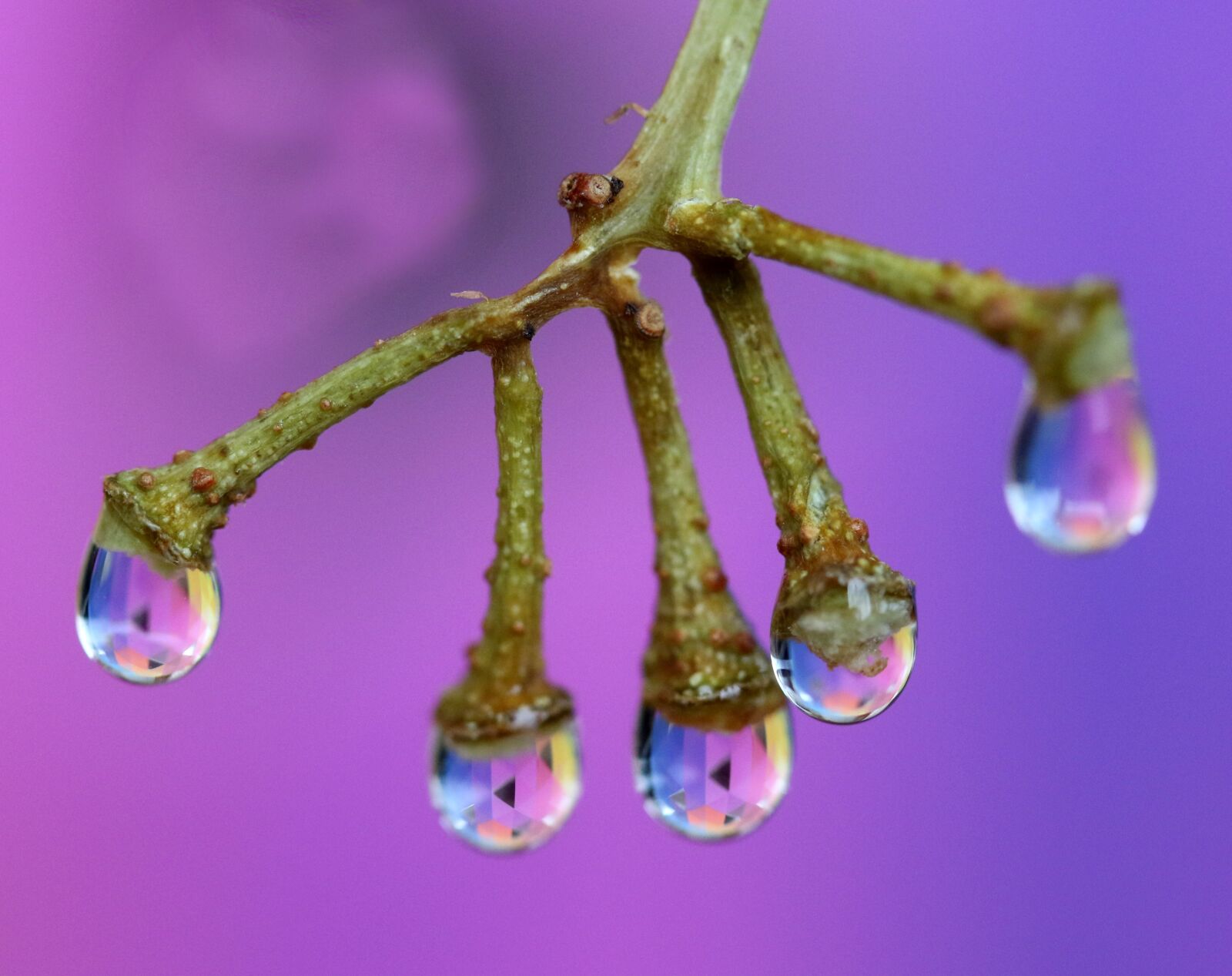 Canon EF-S 60mm F2.8 Macro USM sample photo. Drops, water, plant photography