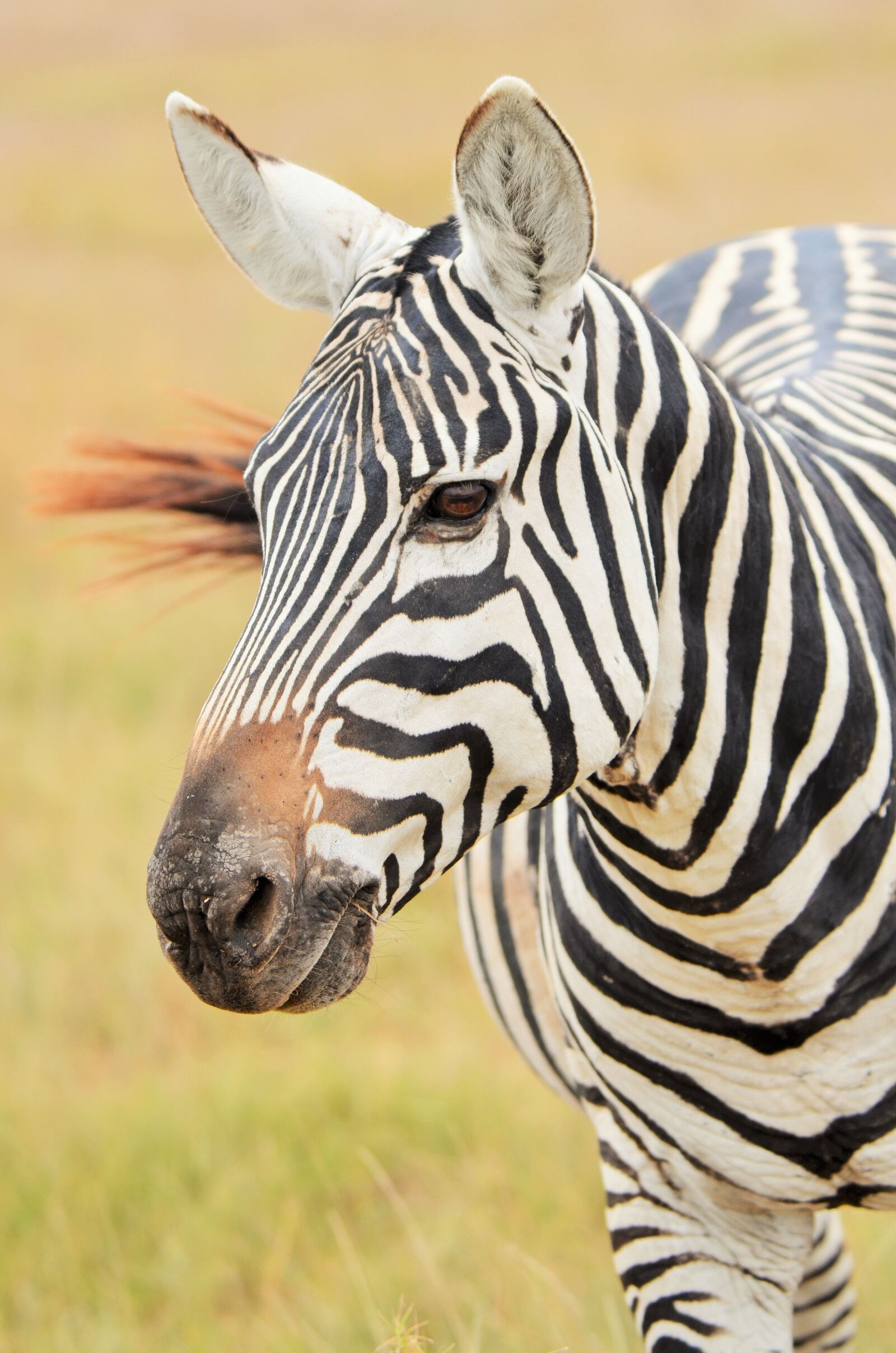 Nikon D7000 sample photo. Zebra, africa, safari photography