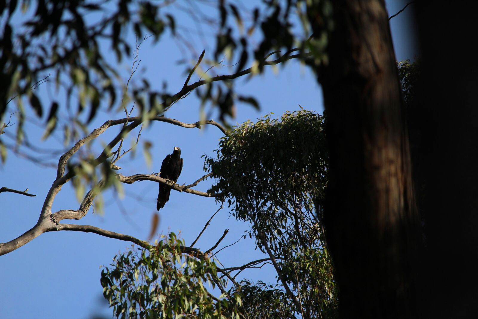 Canon EF-S 55-250mm F4-5.6 IS STM sample photo. Eagle, wedge, tail photography