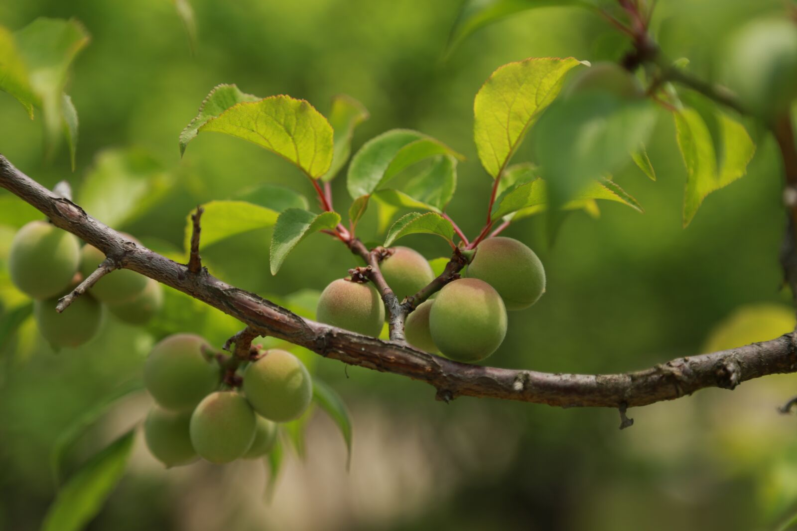 Canon EOS 6D + Canon EF 24-105mm F4L IS USM sample photo. Plum, fruit, plants photography