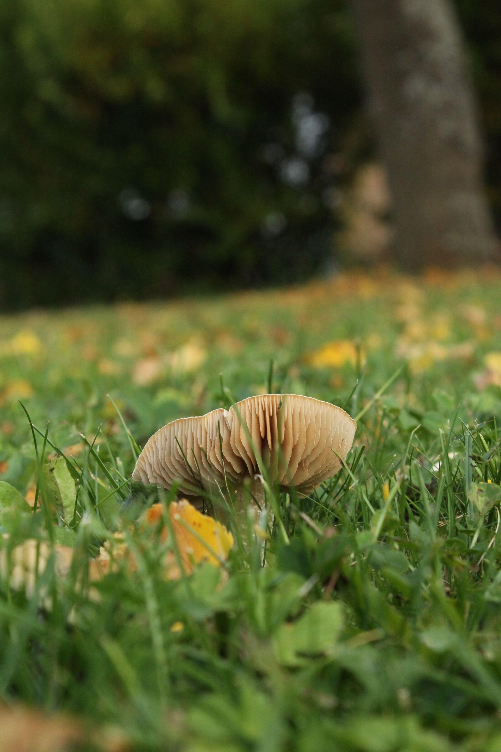 Canon EOS 1100D (EOS Rebel T3 / EOS Kiss X50) sample photo. Mushroom, autumn, nature photography