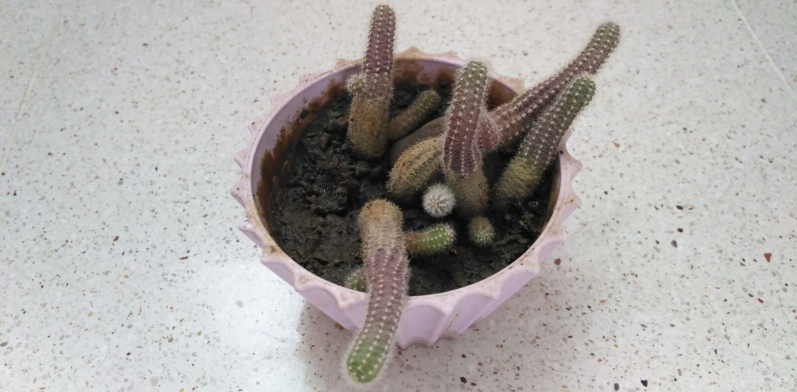 HUAWEI DUB-LX1 sample photo. Cactus, mammillaire elongated, succulent photography