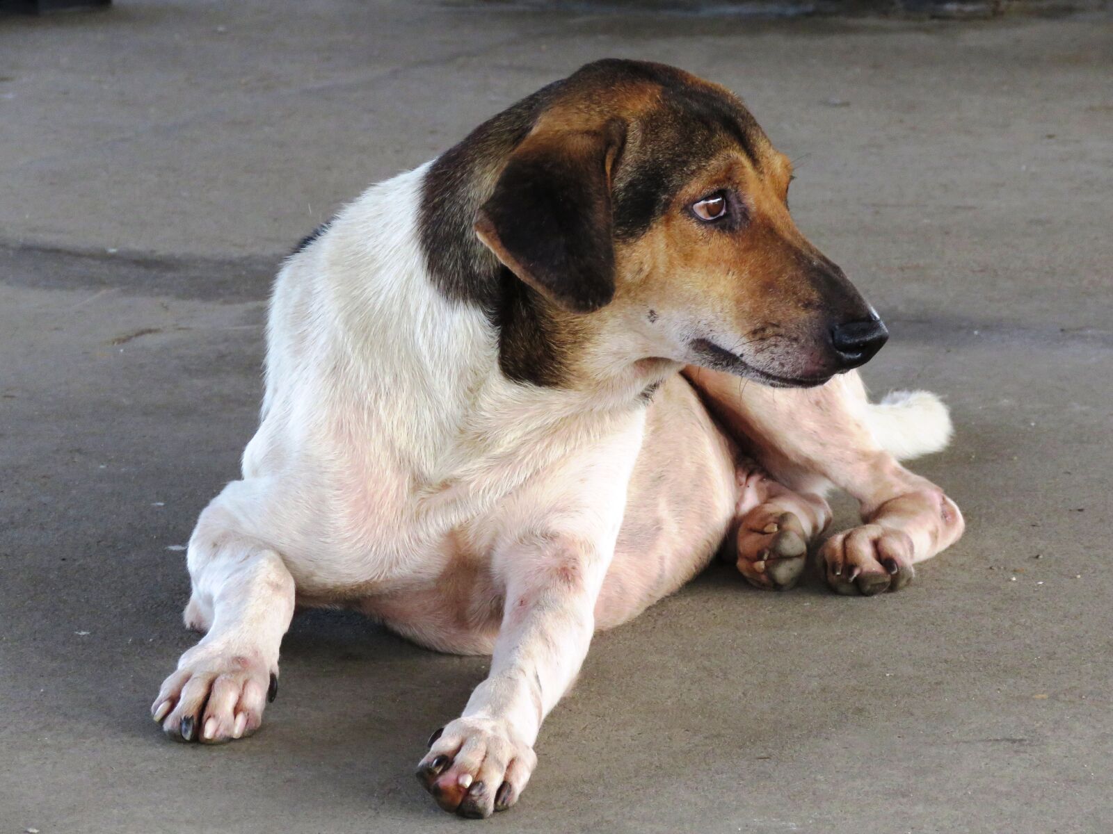 Canon PowerShot SX60 HS sample photo. Dog, animal, cute photography