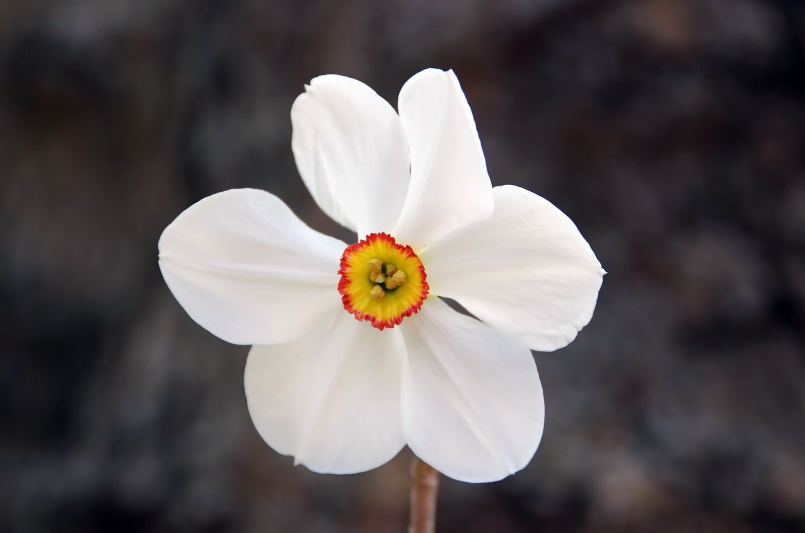 Pentax K-5 sample photo. Narcissus, narcissus of the photography