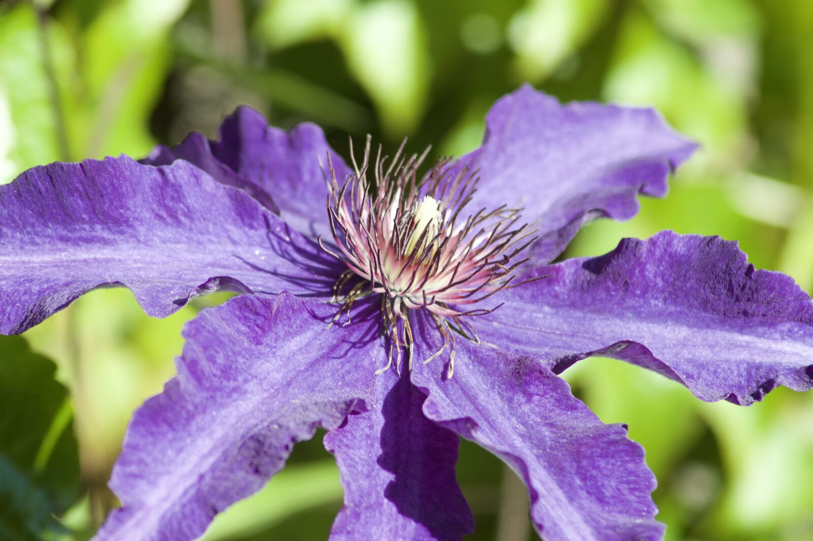 Nikon D3200 sample photo. Clematis, purple, flower photography