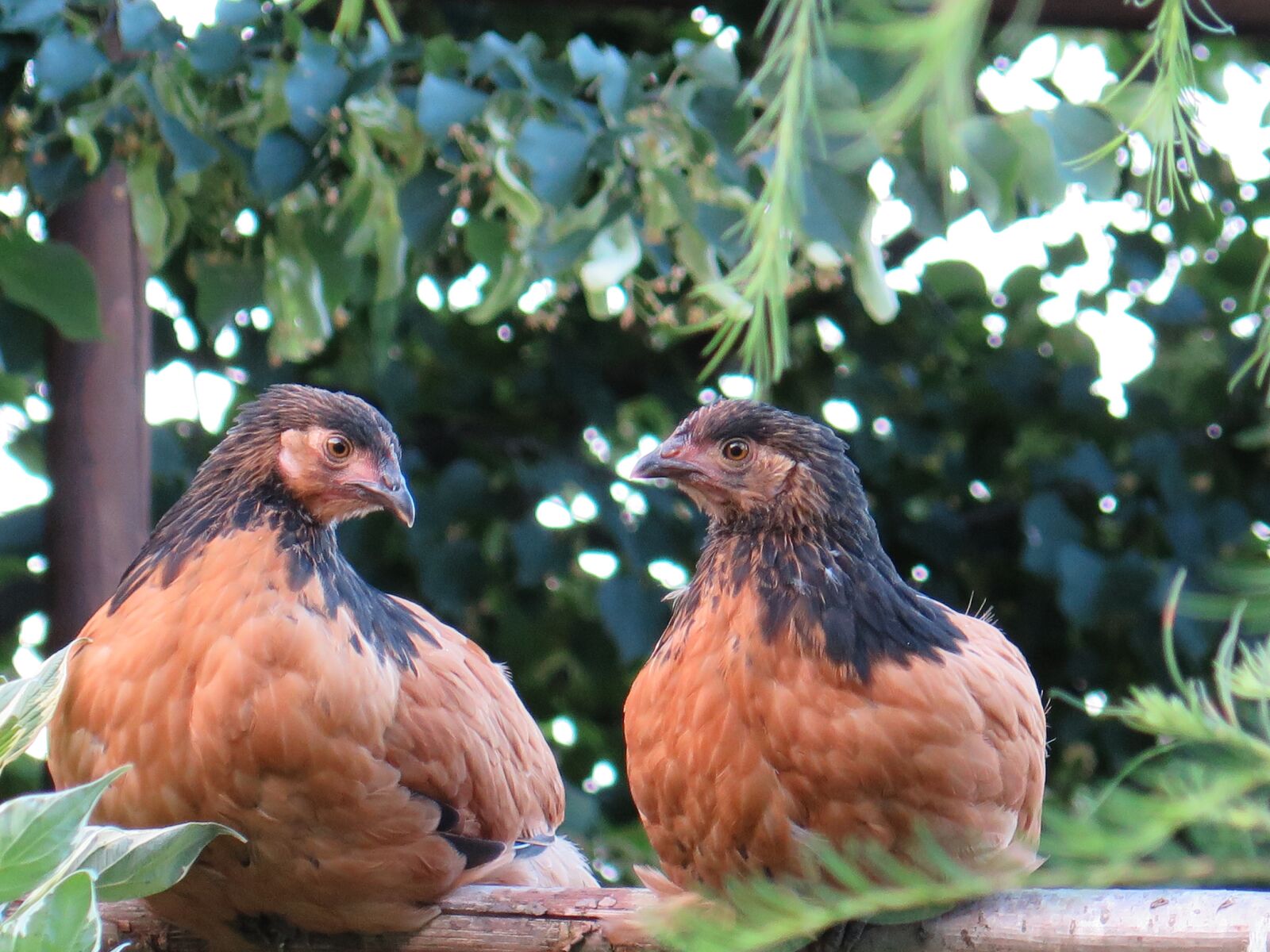 Canon PowerShot G16 sample photo. Chickens junior, chickens, chicks photography