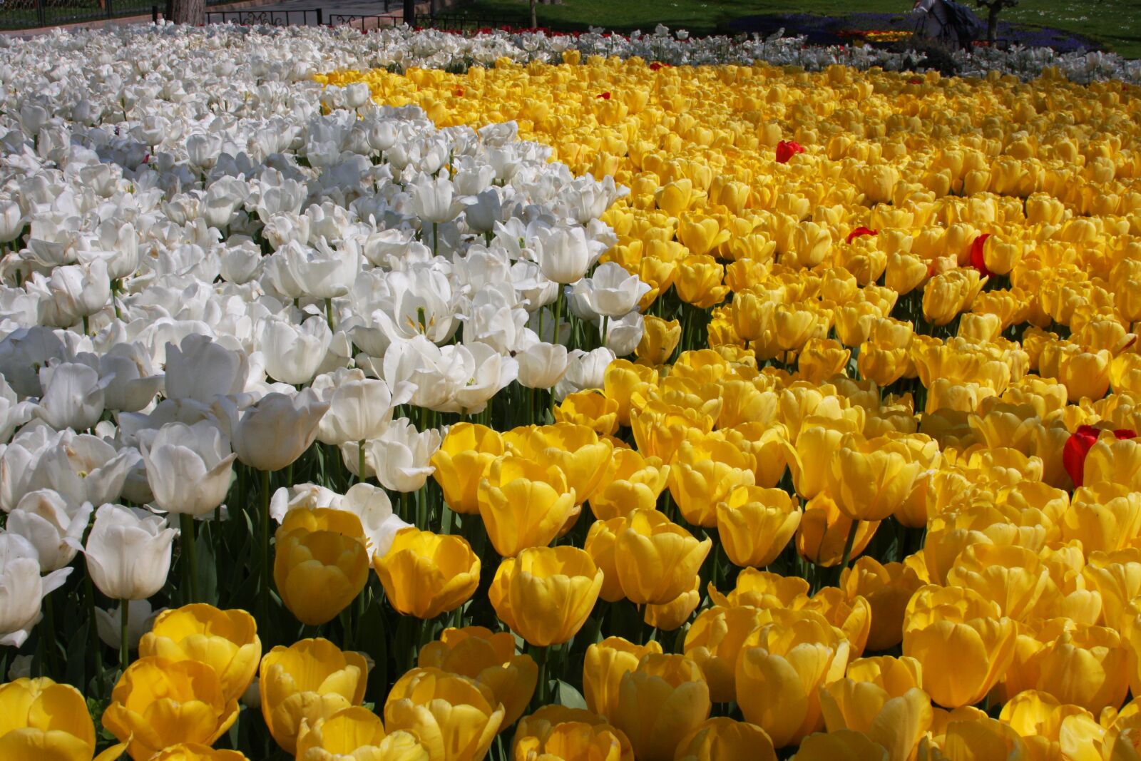 Canon EOS 40D sample photo. Tulips, white and yellow photography
