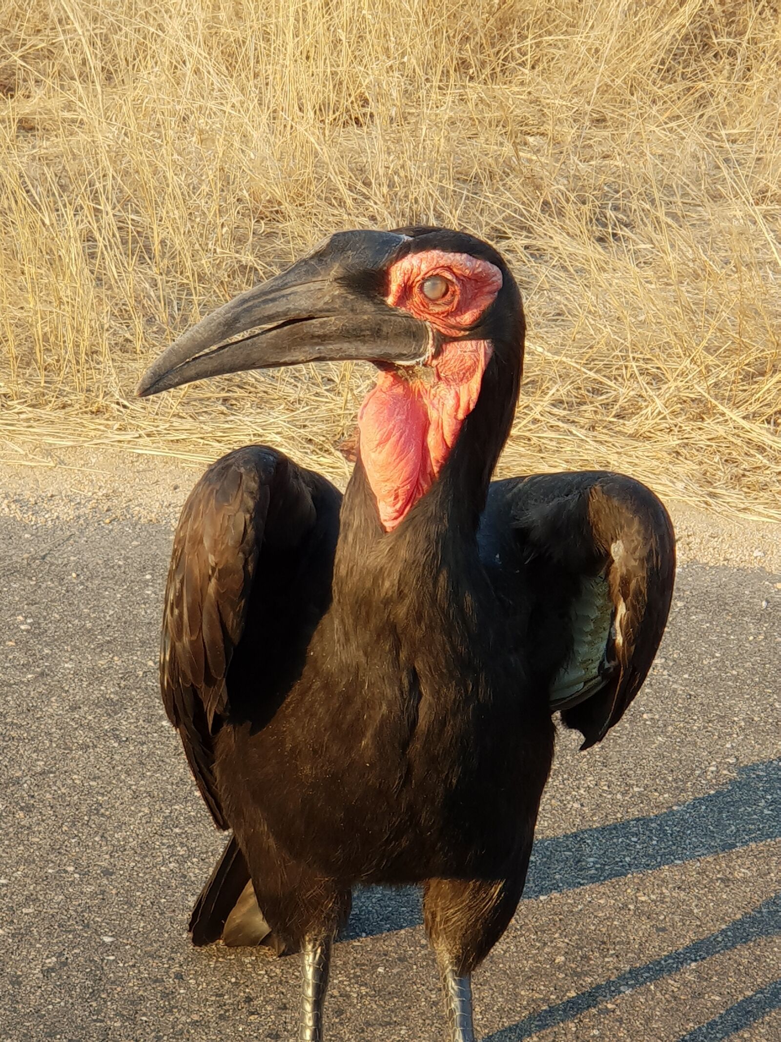 Samsung Galaxy S9+ sample photo. Southern ground hornbill, kruger photography