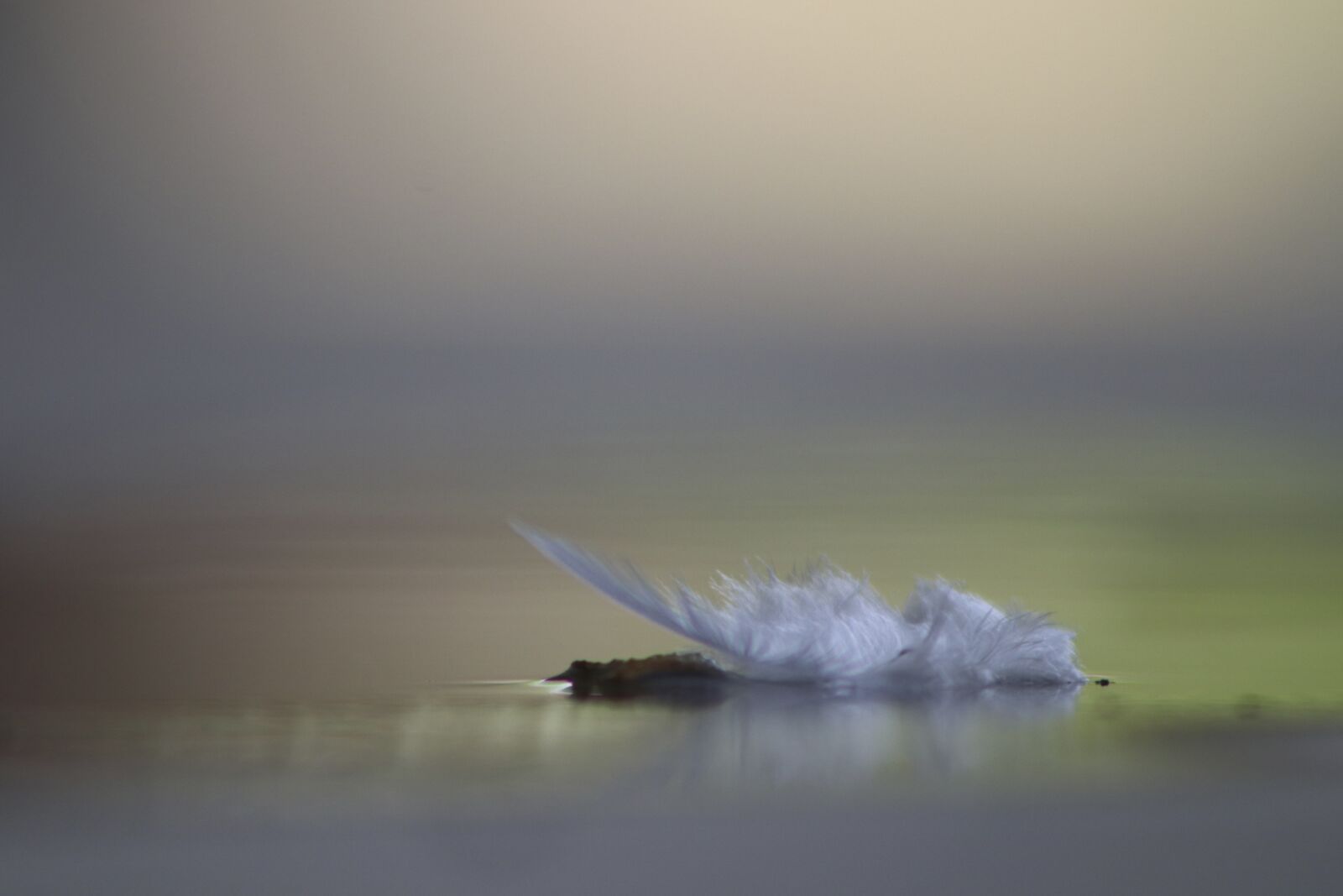 Canon EF-S 18-135mm F3.5-5.6 IS USM sample photo. Feather, lightweight feather, white photography