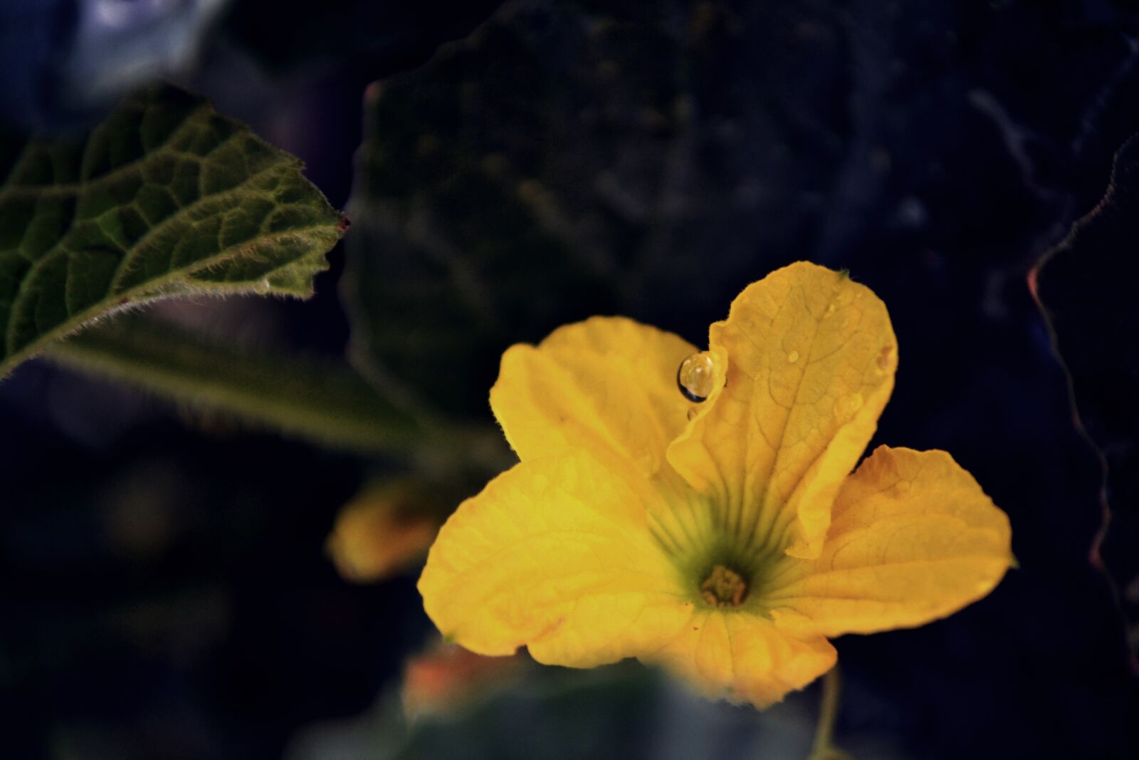 Nikon D3100 sample photo. Flower, bloom, yellow photography