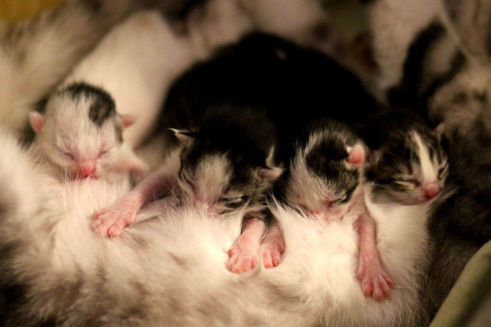 Canon EF 85mm F1.8 USM sample photo. Kitten, new born, small photography