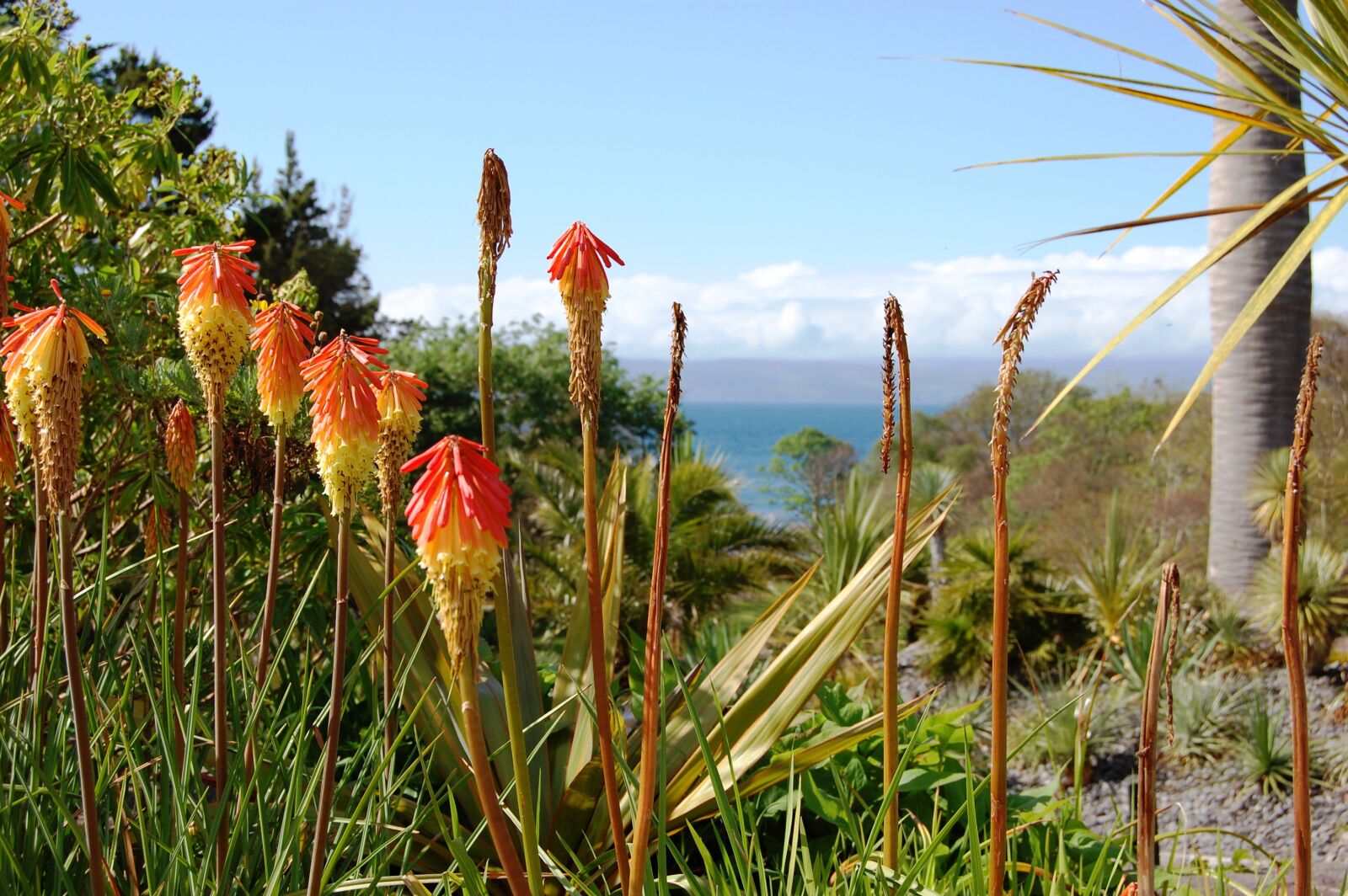 Nikon D40 sample photo. Flowers, landscape, park photography