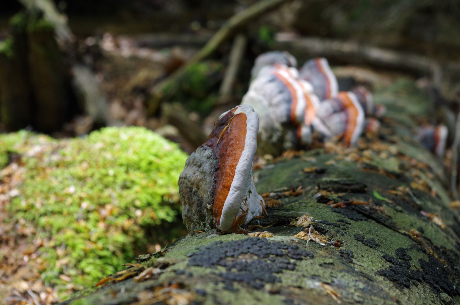 Pentax K-30 sample photo. Mushroom, tree fungus, forest photography