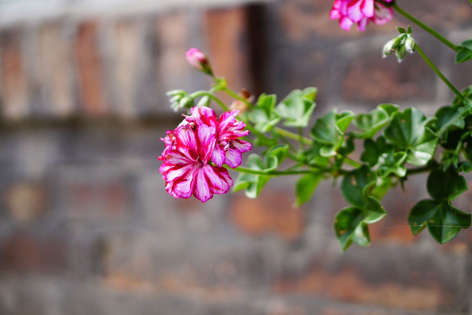 E 50mm F1.8 OSS sample photo. Pink, flowers, geranium photography