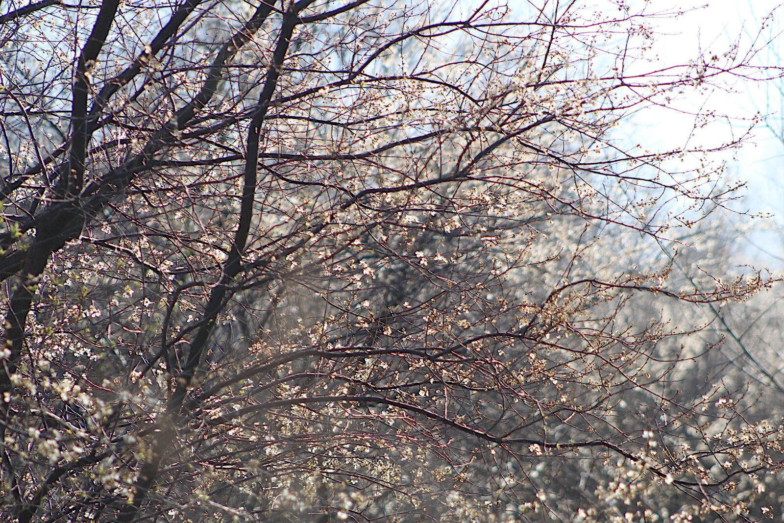 Canon EOS 4000D (EOS Rebel T100 / EOS 3000D) sample photo. Nature, plants, spring photography