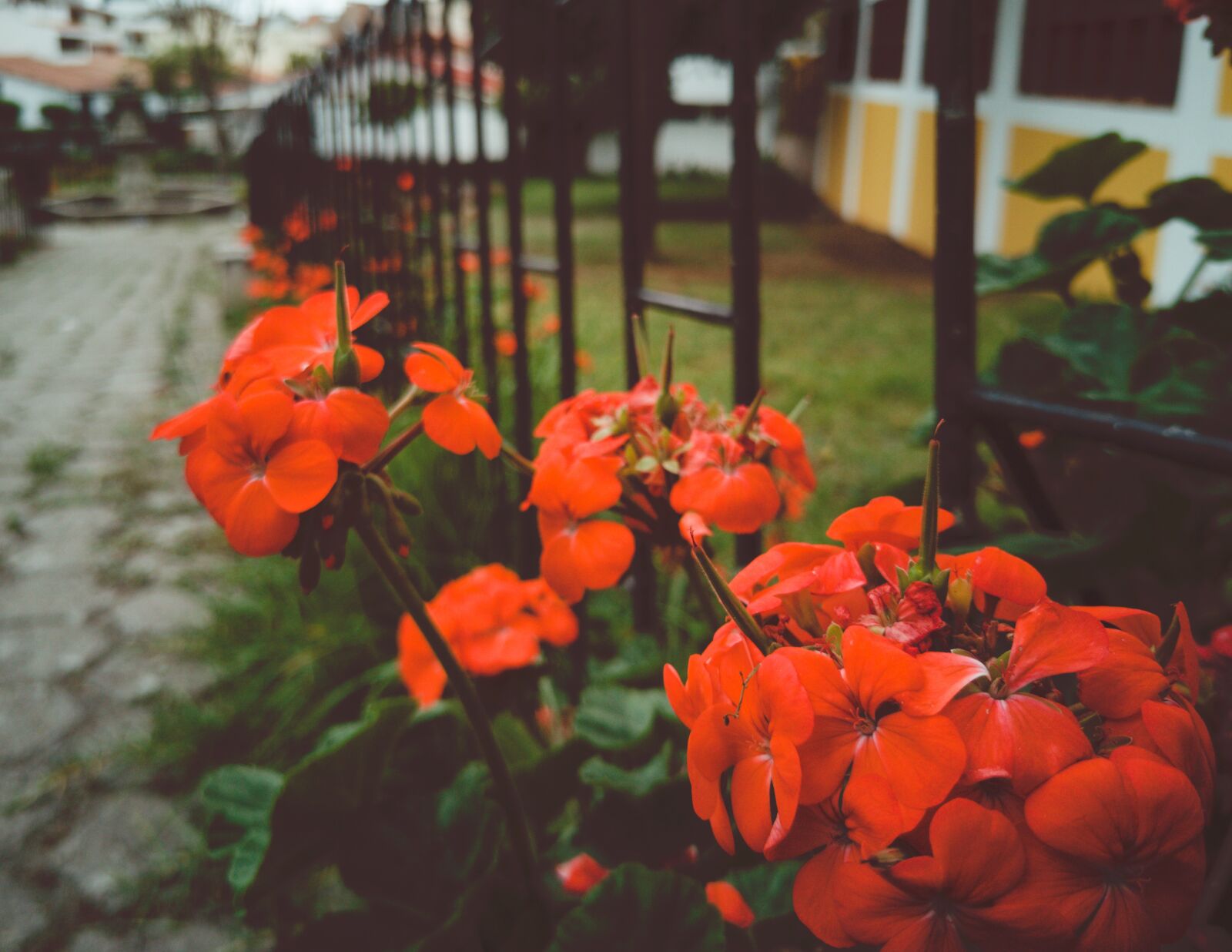 HUAWEI P20 sample photo. Geranium, path, red photography