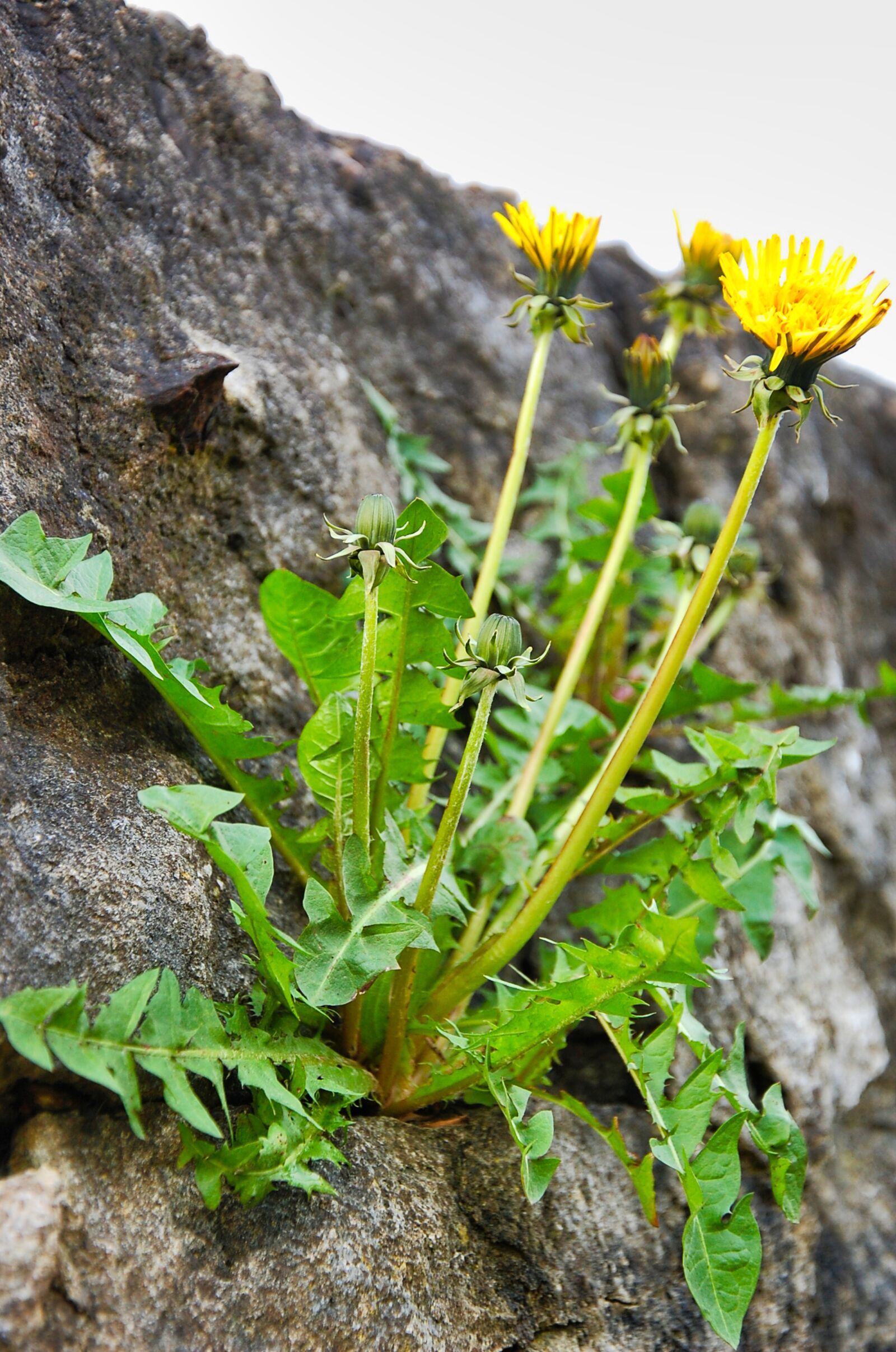 Nikon D40 sample photo. Dandelion, yellow, stone photography