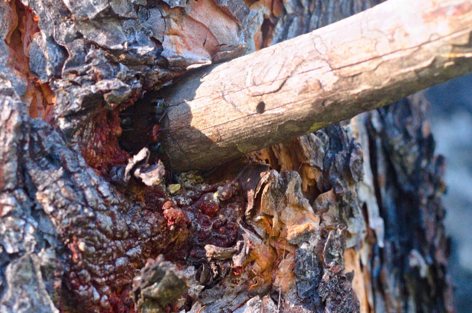 Nikon D7000 sample photo. Tree, bark, branch photography