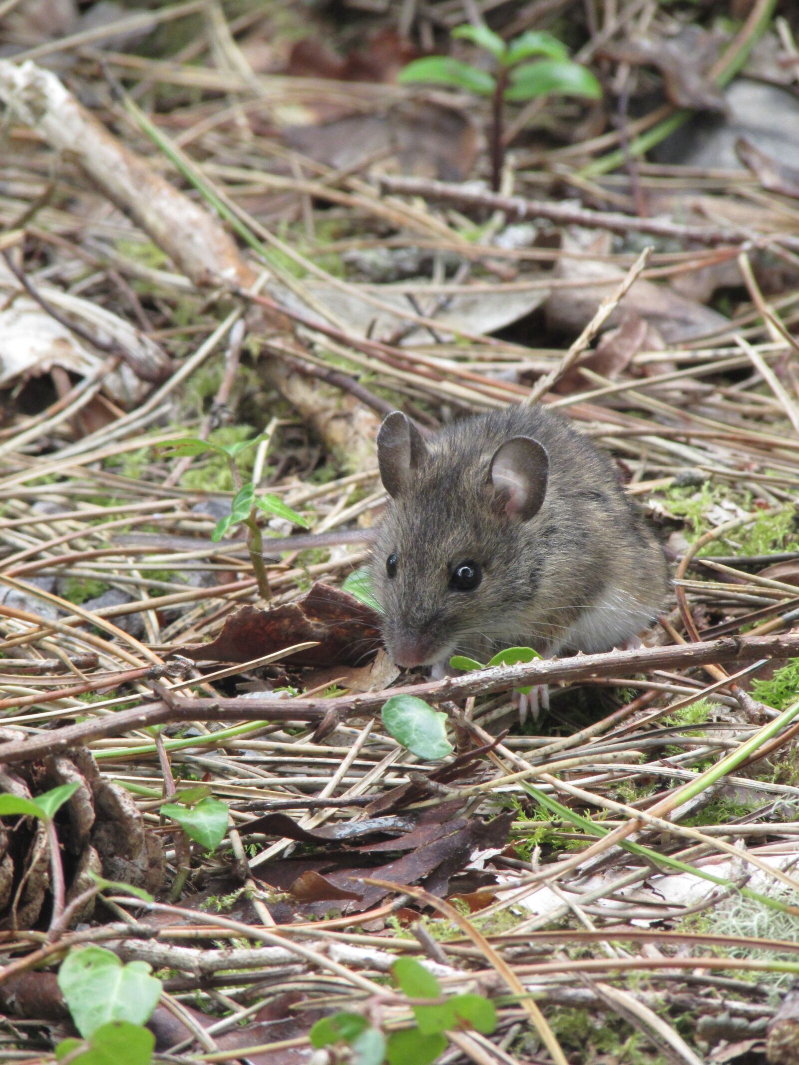 Canon PowerShot SX400 IS sample photo. Mouse, nager, animal photography