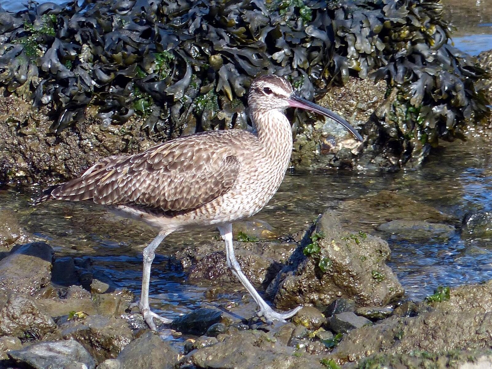 Panasonic Lumix DMC-FZ200 sample photo. Bird, whimbrel, shore, rocks photography