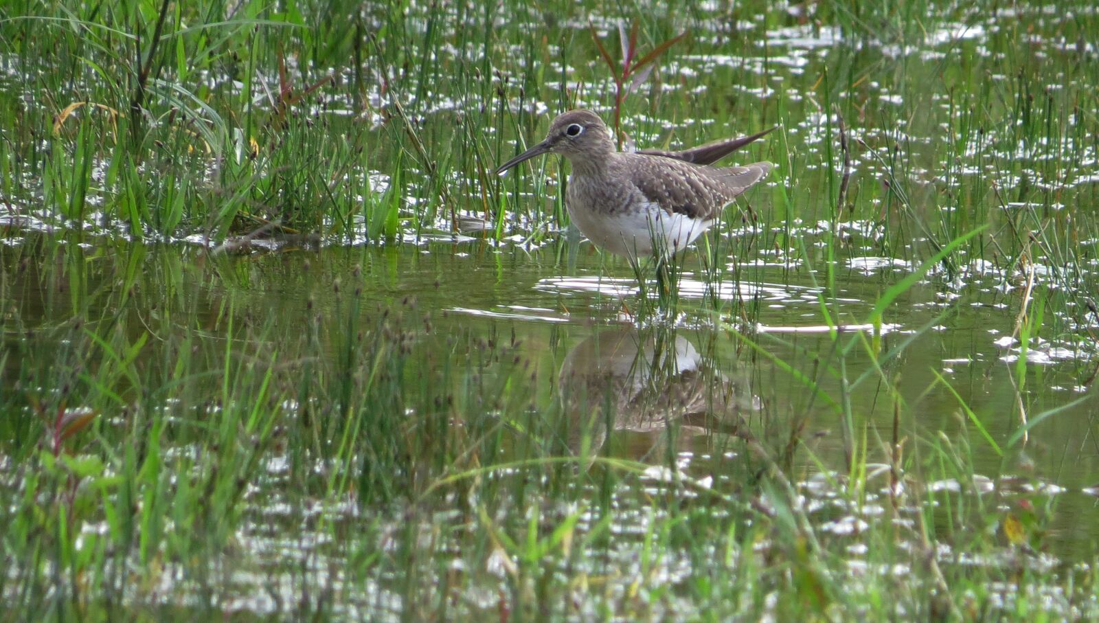 Canon PowerShot SX50 HS sample photo. Nature, birds, wild life photography