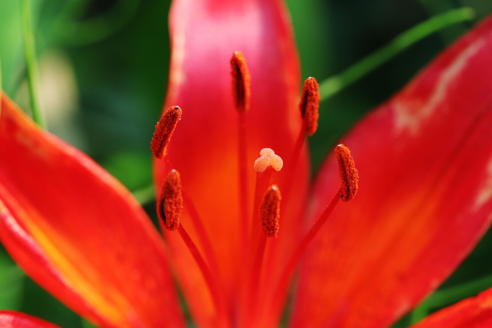 Canon EOS 6D Mark II sample photo. Lily, summer flowers, nature photography
