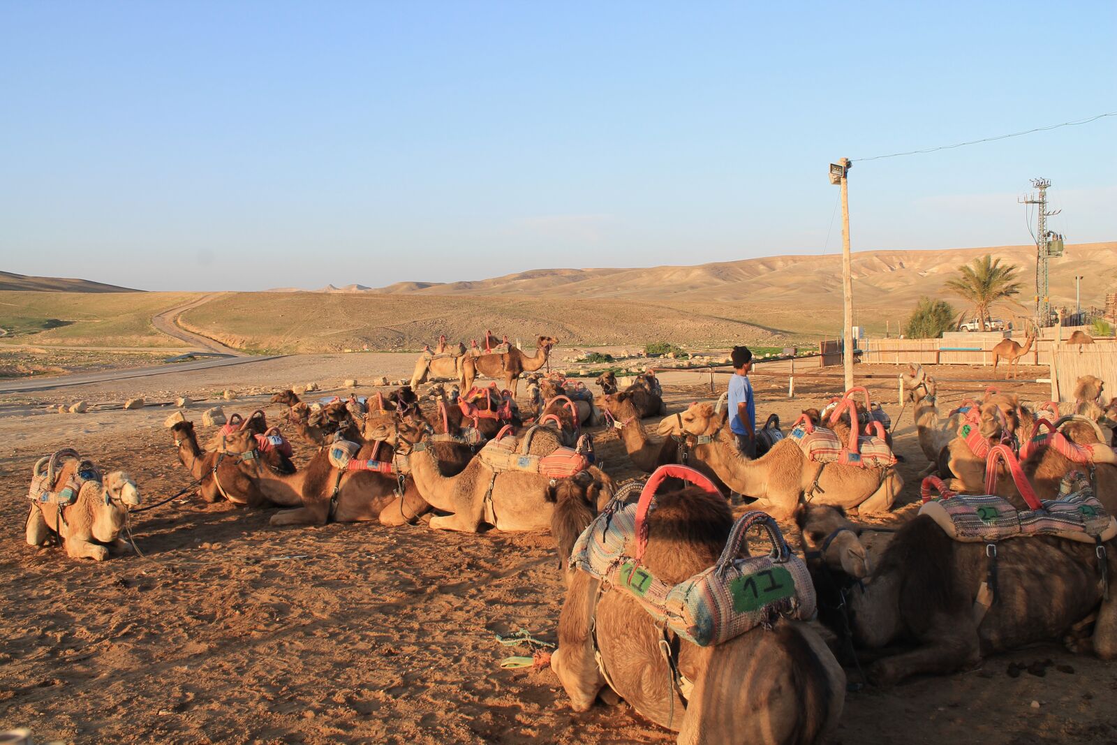 Canon EOS 1100D (EOS Rebel T3 / EOS Kiss X50) sample photo. Camels, israel, sunset photography