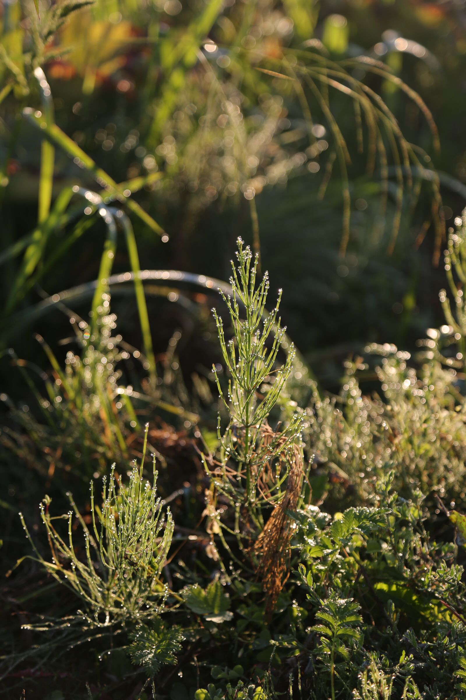 Canon EF 24-105mm F4L IS USM sample photo. Grasses, green, dew photography