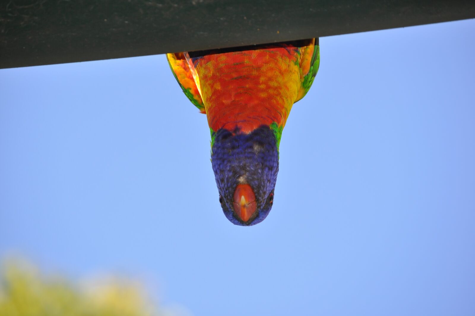 Nikon D5000 sample photo. Parrot, australia, nature photography