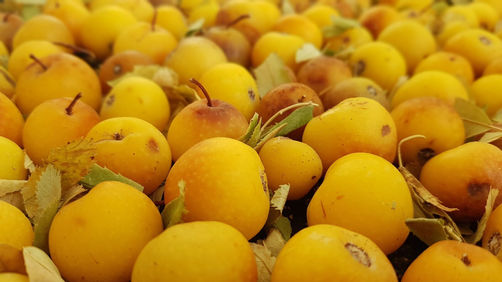 Samsung Galaxy Note Fan Edition sample photo. Rowan, fruit, plant photography