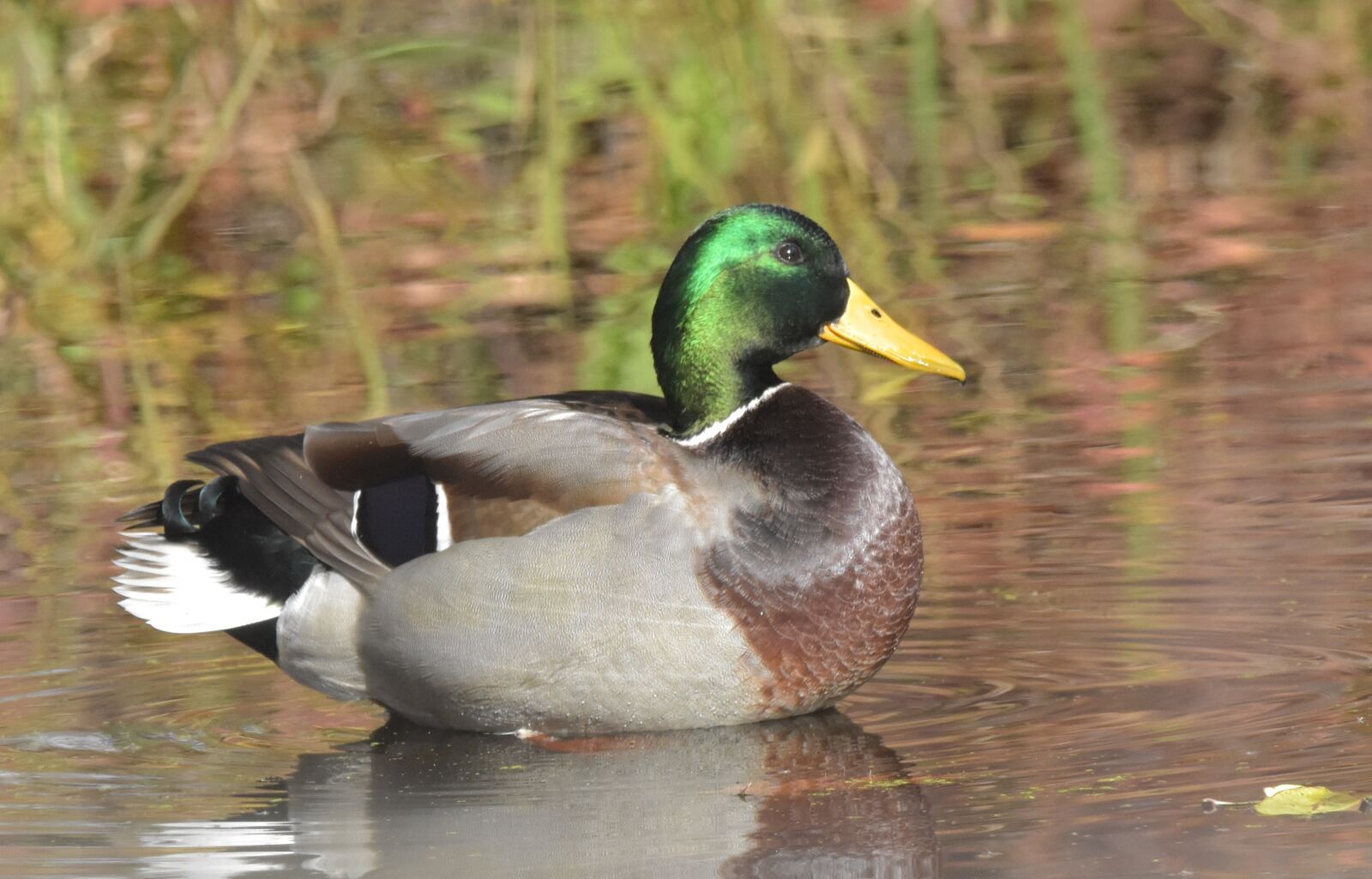 Nikon D3400 sample photo. Waterfowl, duck, water photography