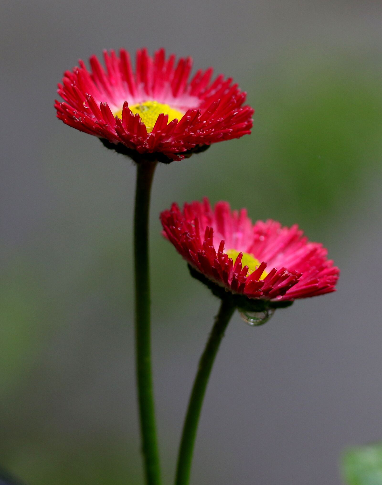 Canon EF-S 60mm F2.8 Macro USM sample photo. Flower, red, spring photography
