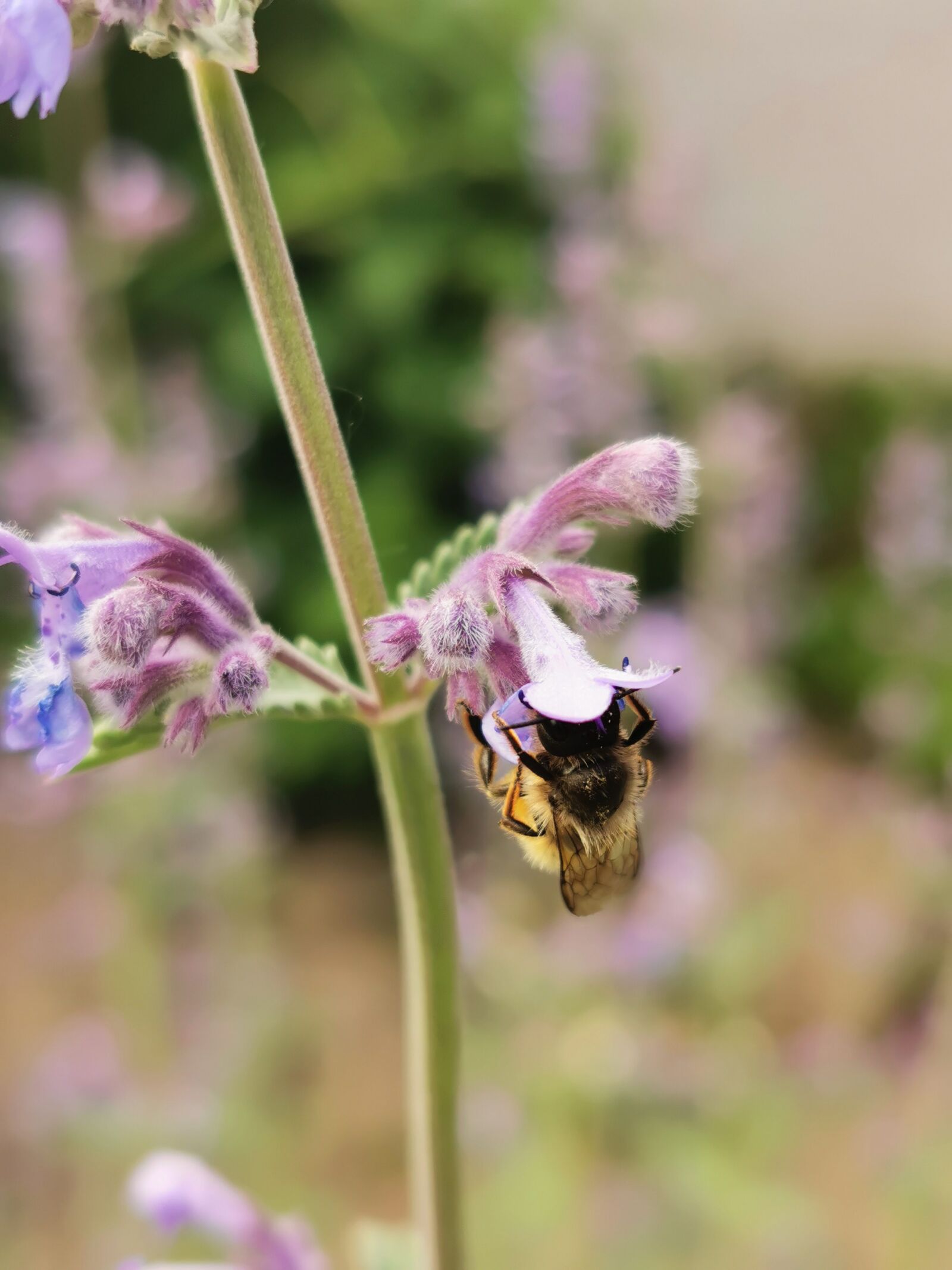 HUAWEI P30 Pro sample photo. Bee, summer, flower photography