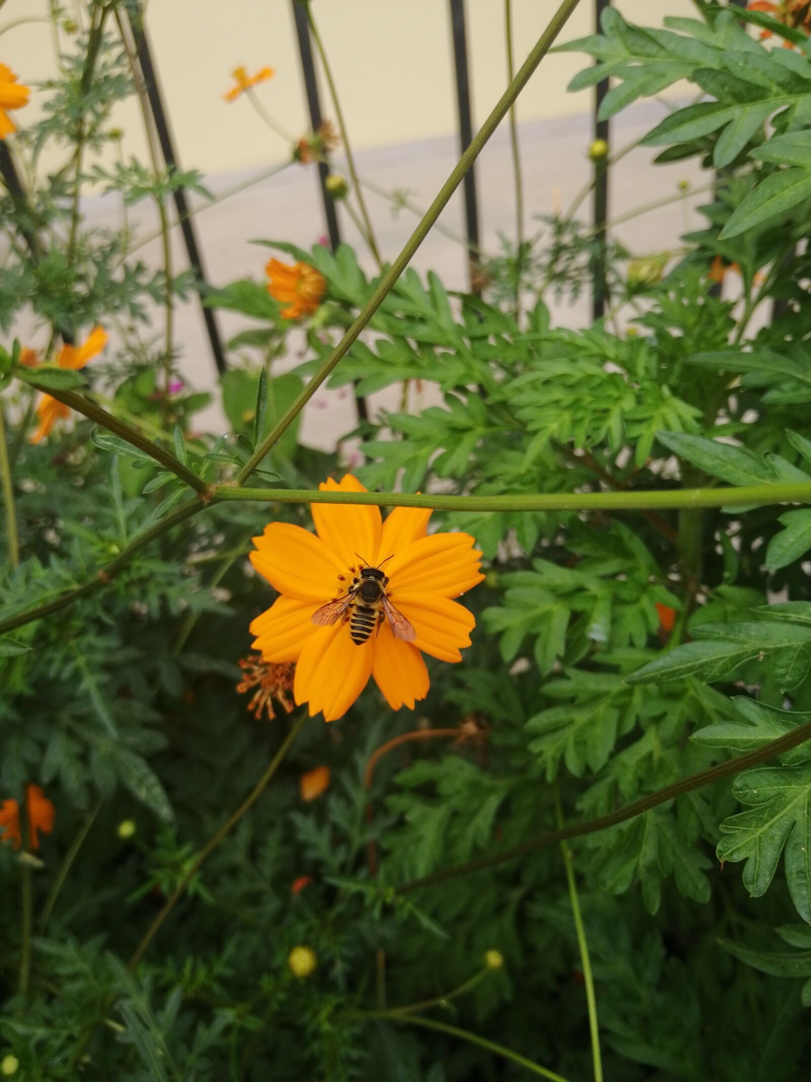 HUAWEI SNE-LX1 sample photo. Bee, white, nature photography