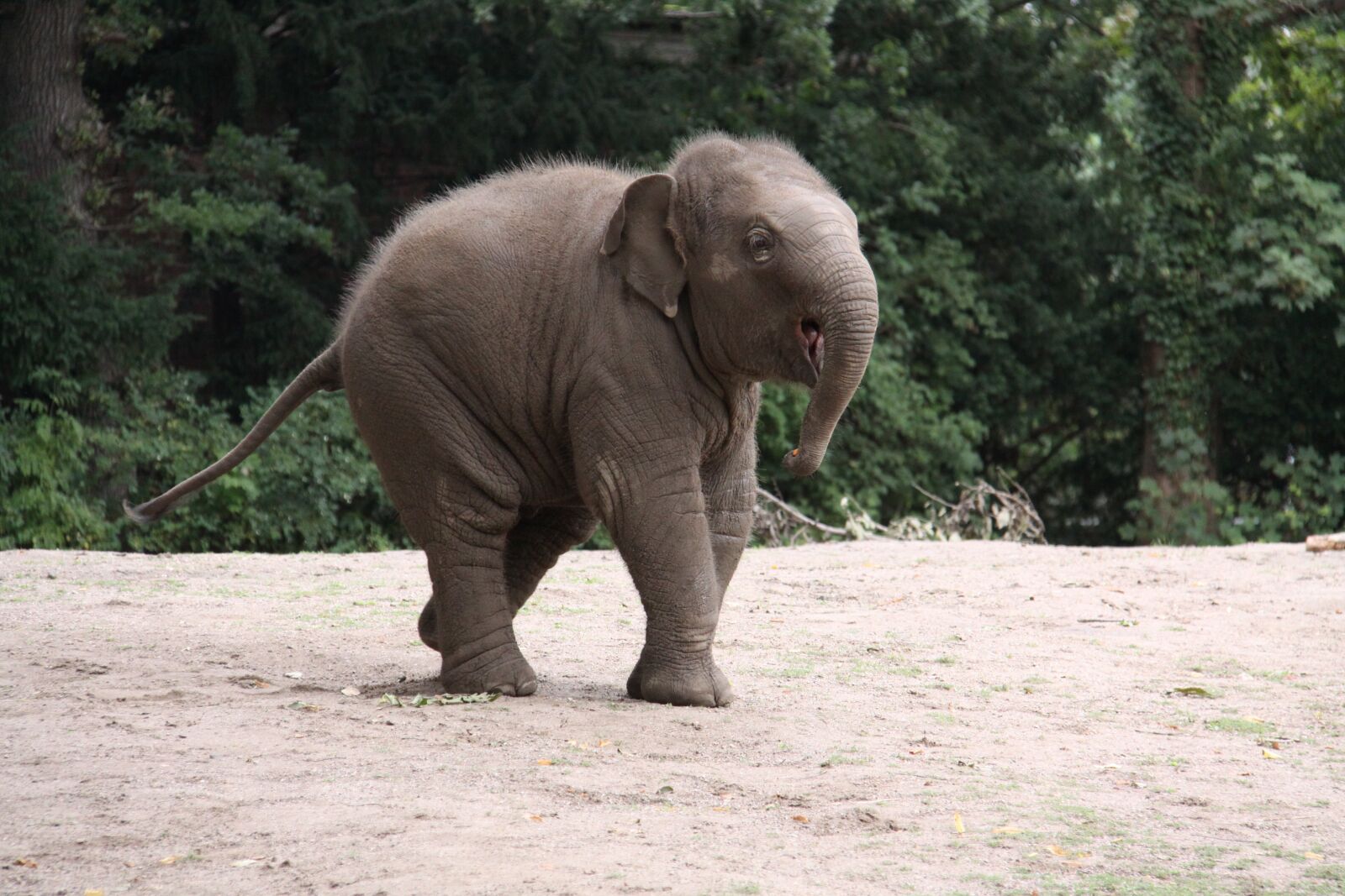 Canon EOS 50D sample photo. Elephant, pachyderm, elephant's child photography