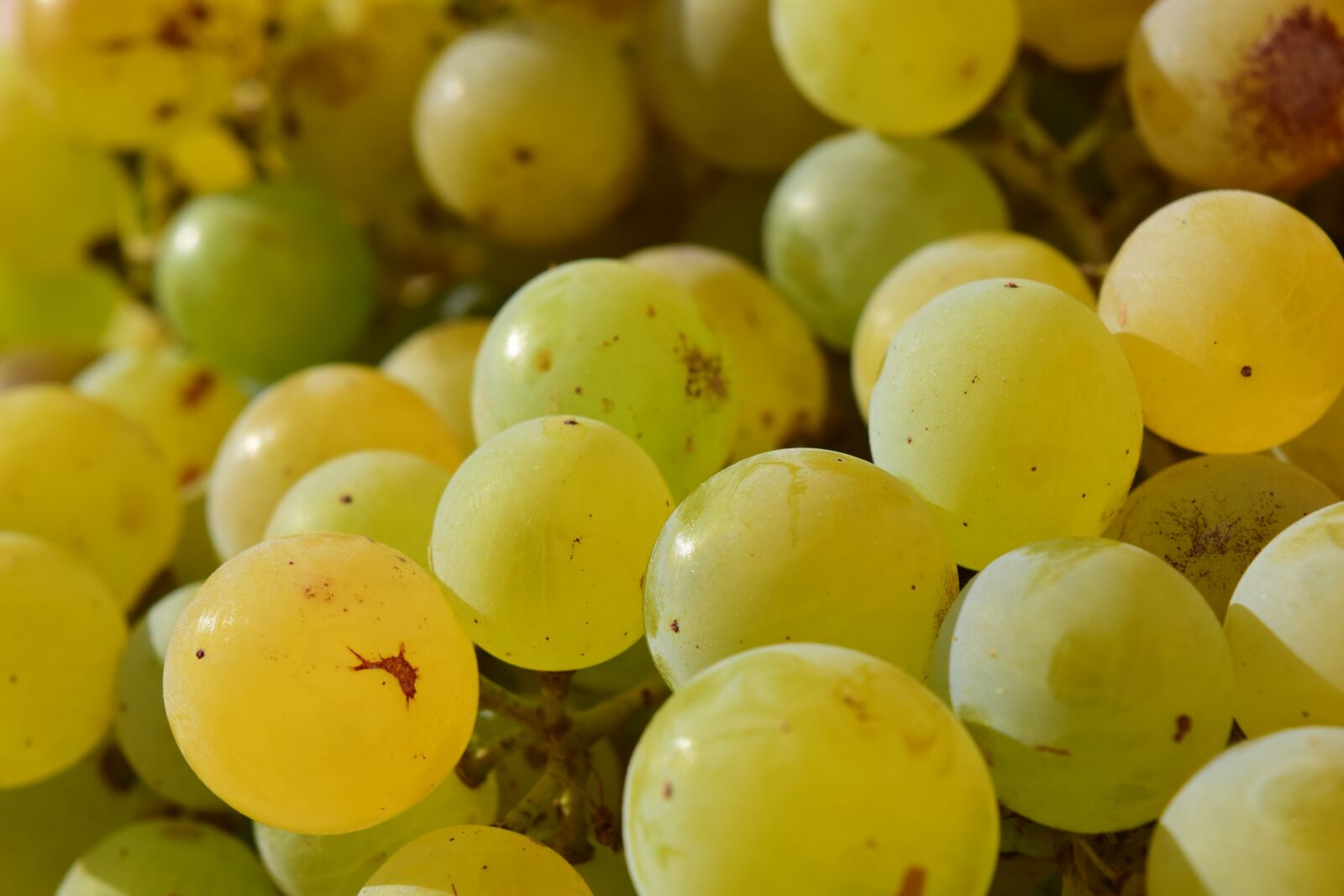 Nikon D3300 sample photo. Grapes, close up, fruit photography