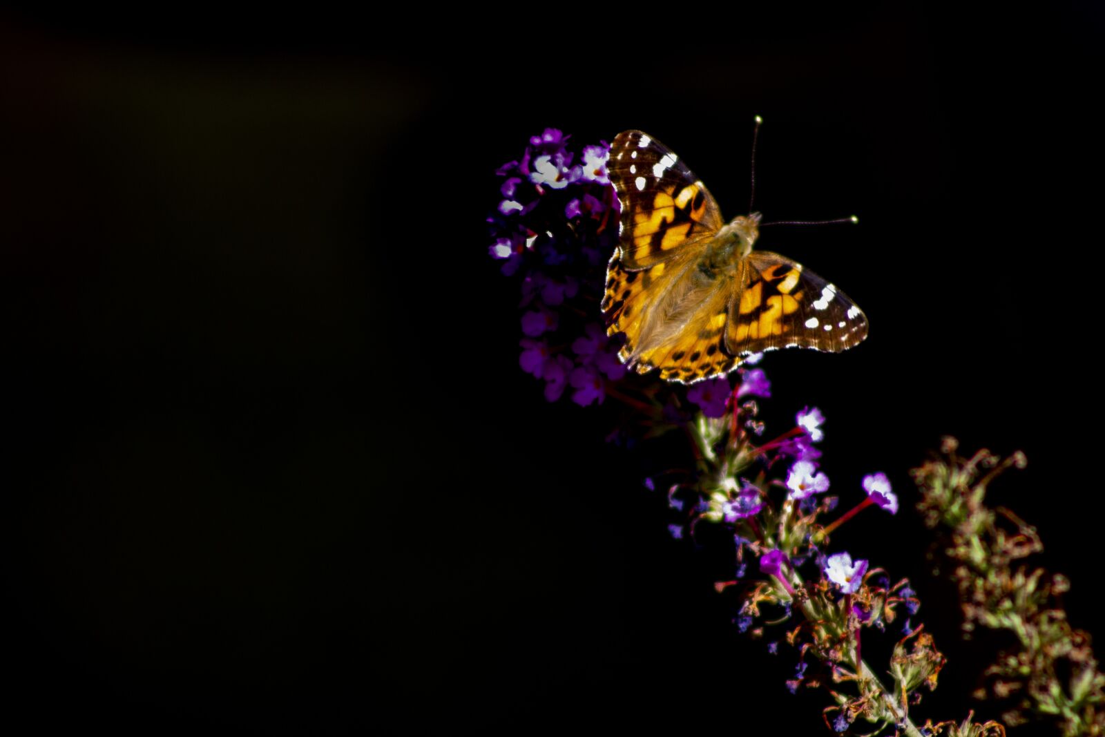 Canon EOS 1300D (EOS Rebel T6 / EOS Kiss X80) sample photo. Moth, butterfly, flowers photography