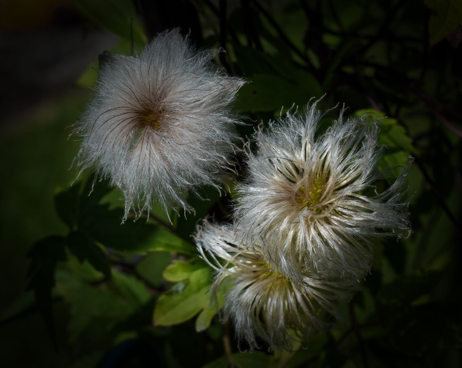 Nikon D5500 sample photo. Clematis seed head, seeds photography