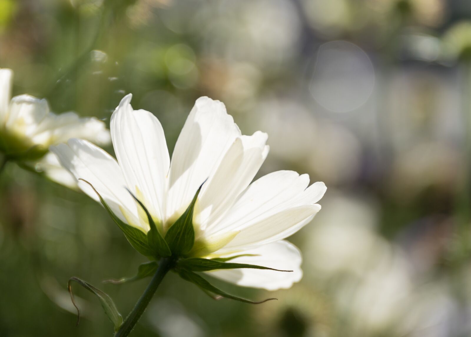 Canon EF 24-70mm F4L IS USM sample photo. Flower, cosmos, summer photography
