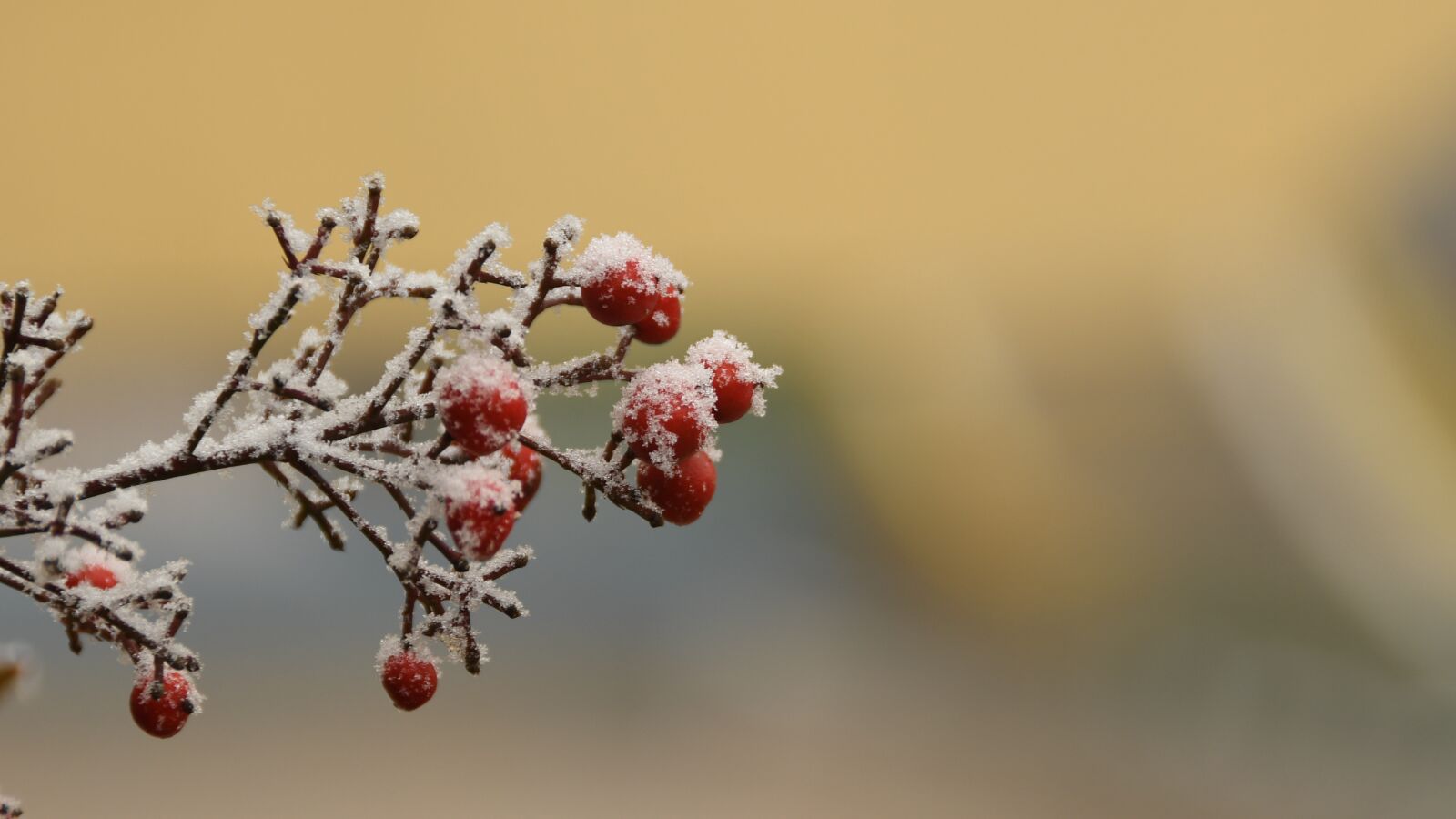 Nikon D7500 sample photo. Plant, fruit, cold photography