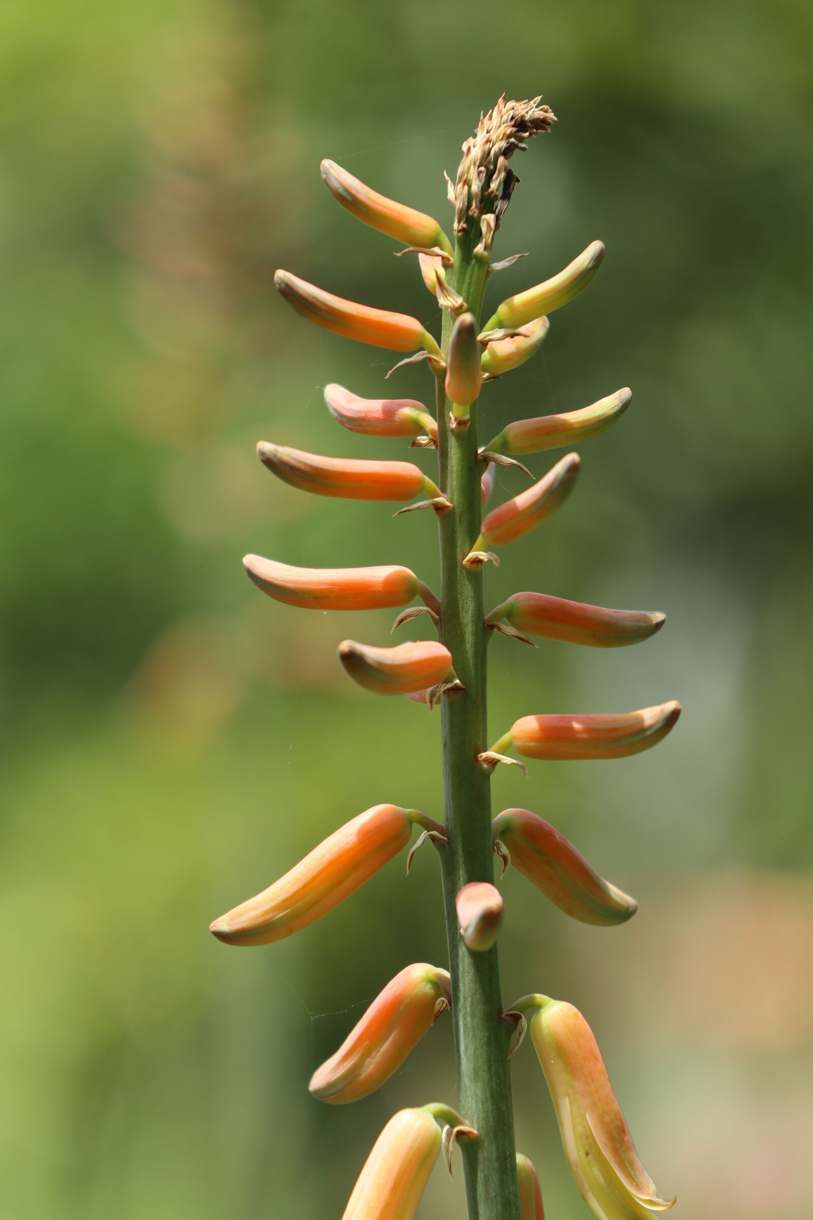 Canon EOS M6 sample photo. Alo vera flower, orange photography