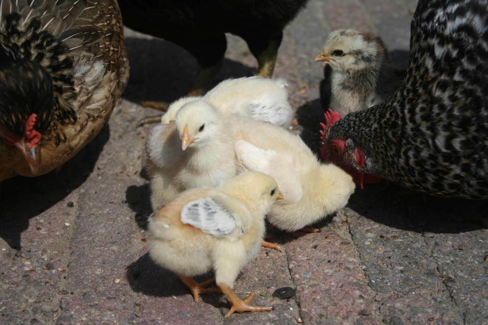 Canon EOS 350D (EOS Digital Rebel XT / EOS Kiss Digital N) sample photo. Chicken, easter, chicks photography