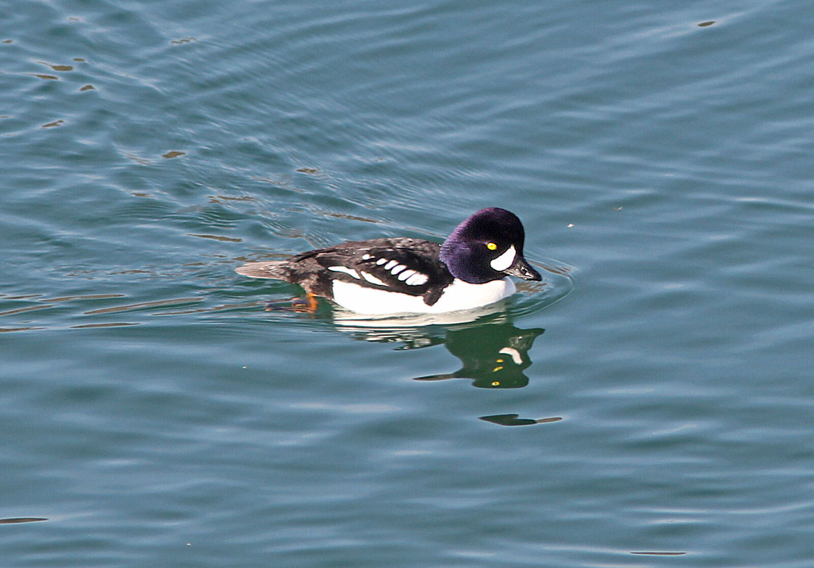 Canon EF 300mm F4L IS USM sample photo